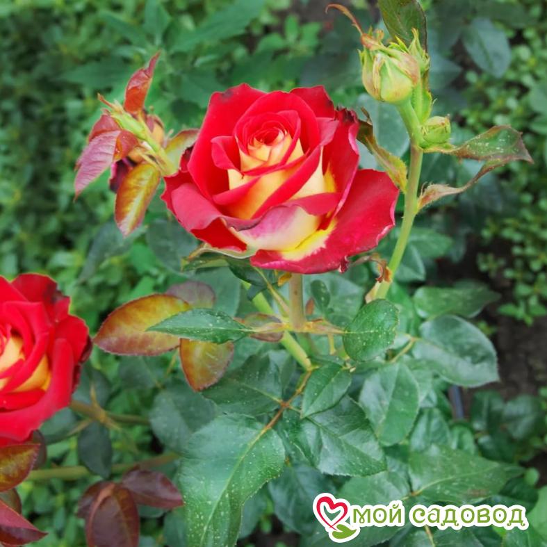 Роза Френдшип