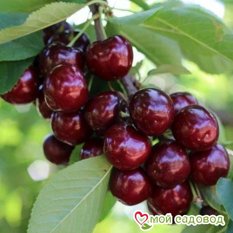 Черешня Чёрная колоновидная