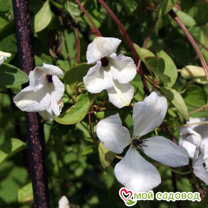 Клематис Алба Люксурианс ЗКС