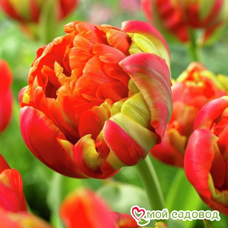 Тюльпан махровый Принцесс Юник