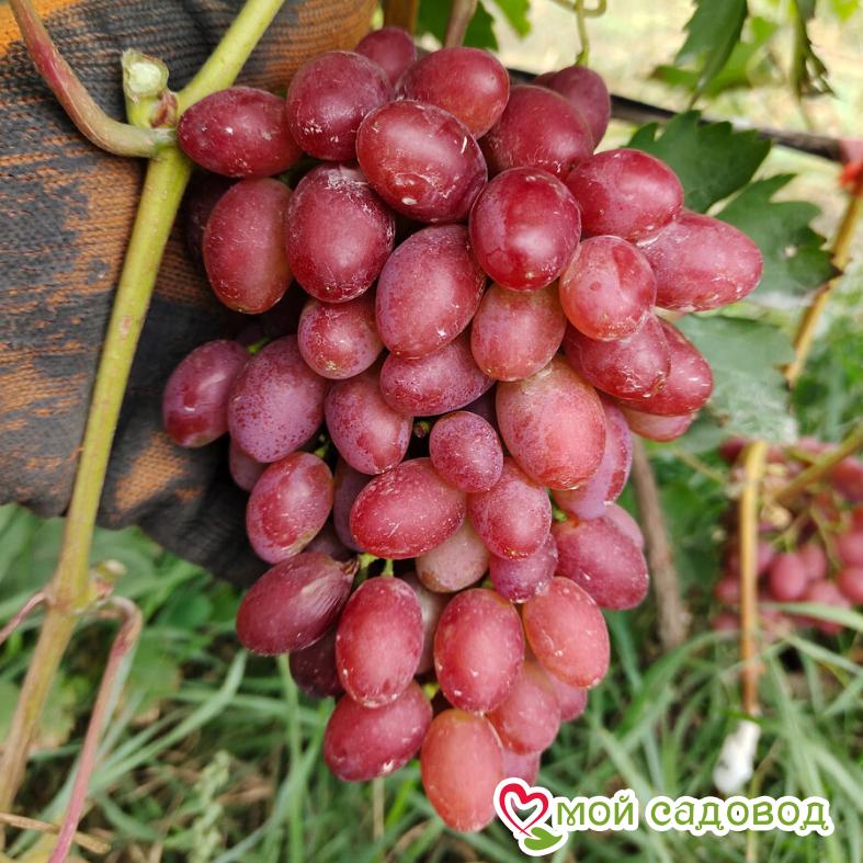 Виноград Шахиня Ирана