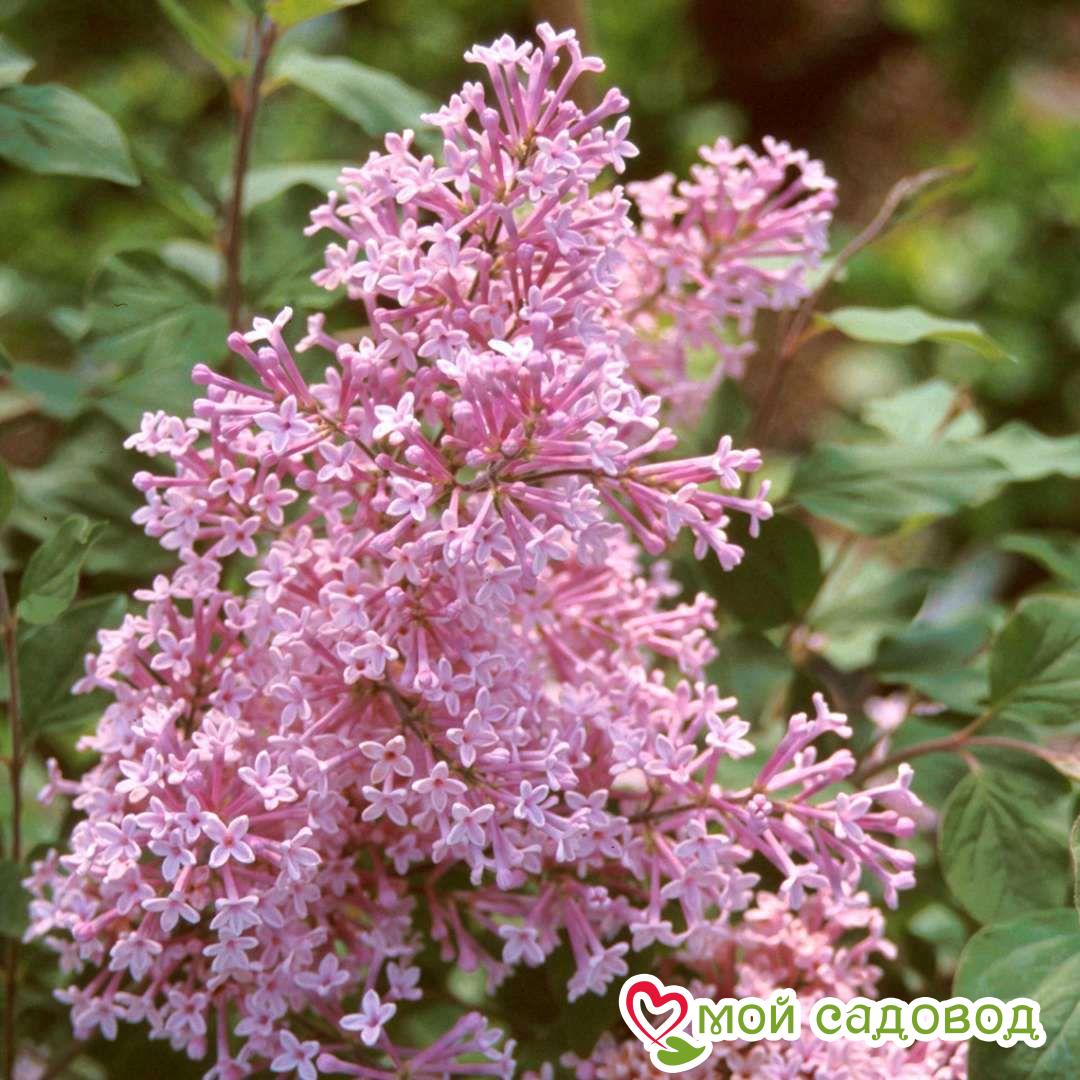 Сирень "Джози" (Josee)