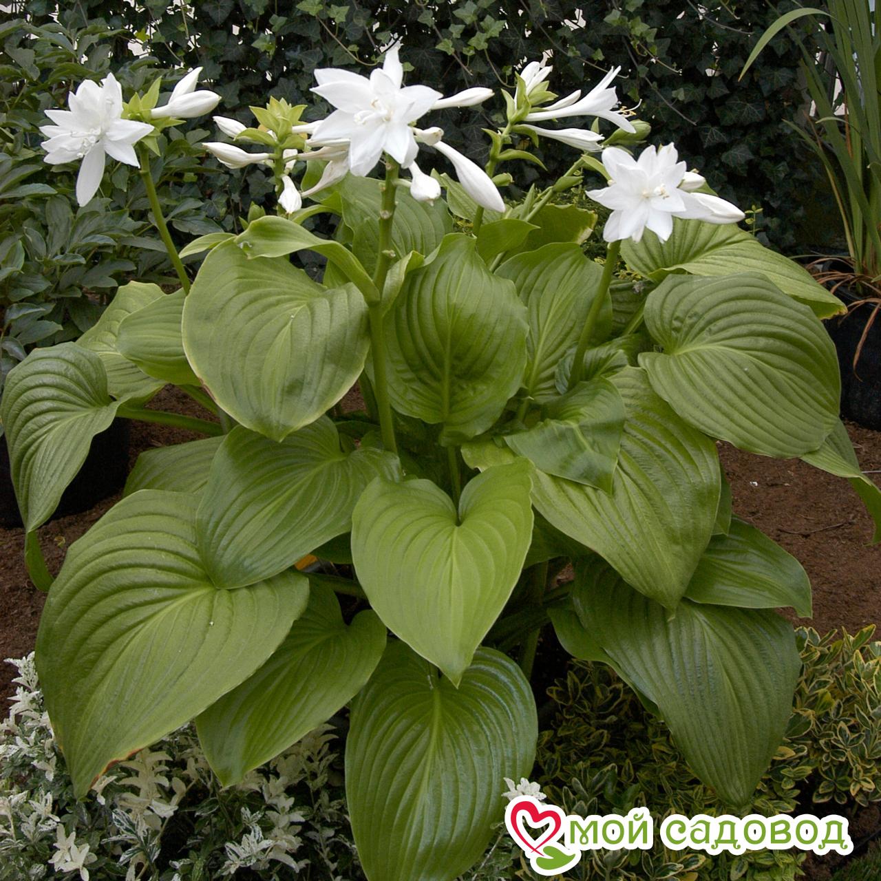 Хоста Венус