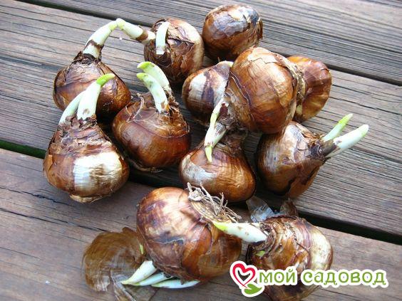 Нарцисс Голубой